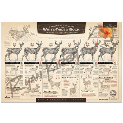 ’The Growth And Maturity Of The White-Tailed Buck’ Paper Art Print Unframed Rolled