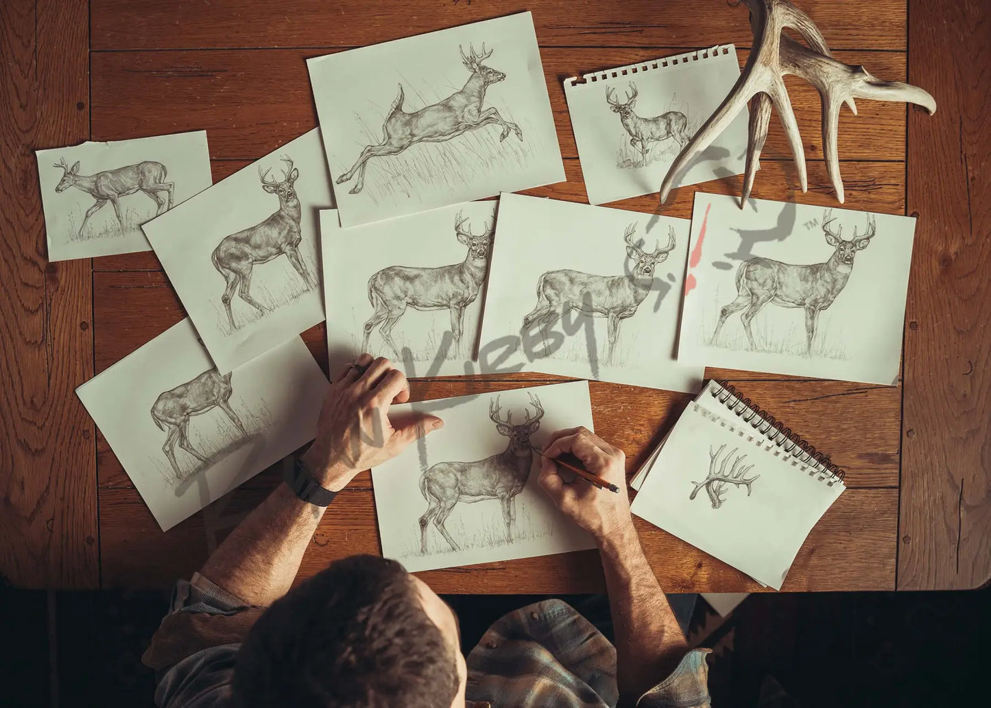 ’The Growth And Maturity Of The White-Tailed Buck’ Unframed Paper Art Print