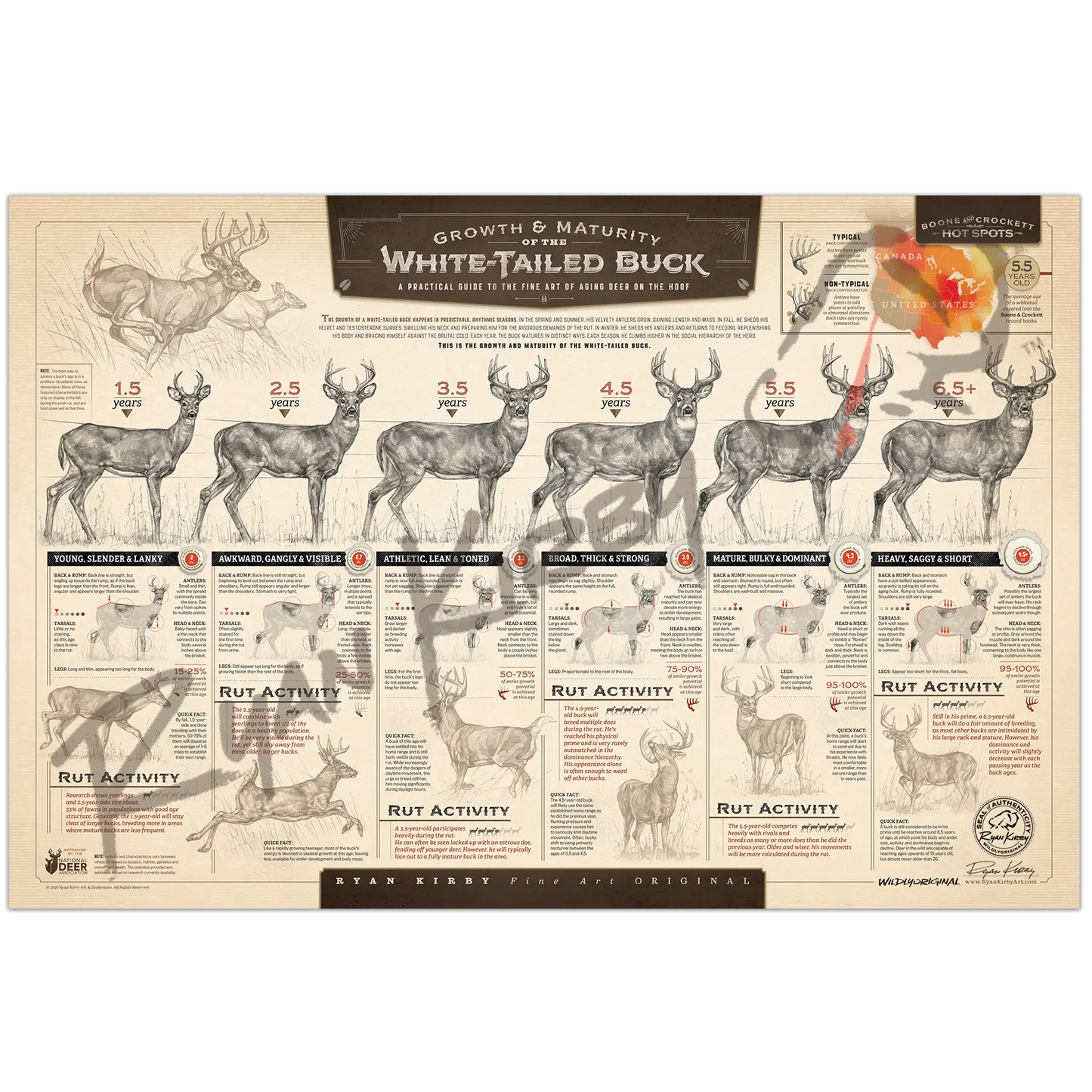 ’The Growth And Maturity Of The White-Tailed Buck’ Unframed Paper Art Print