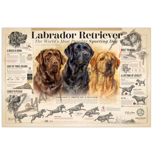 ’The Labrador Retriever’ Paper Print