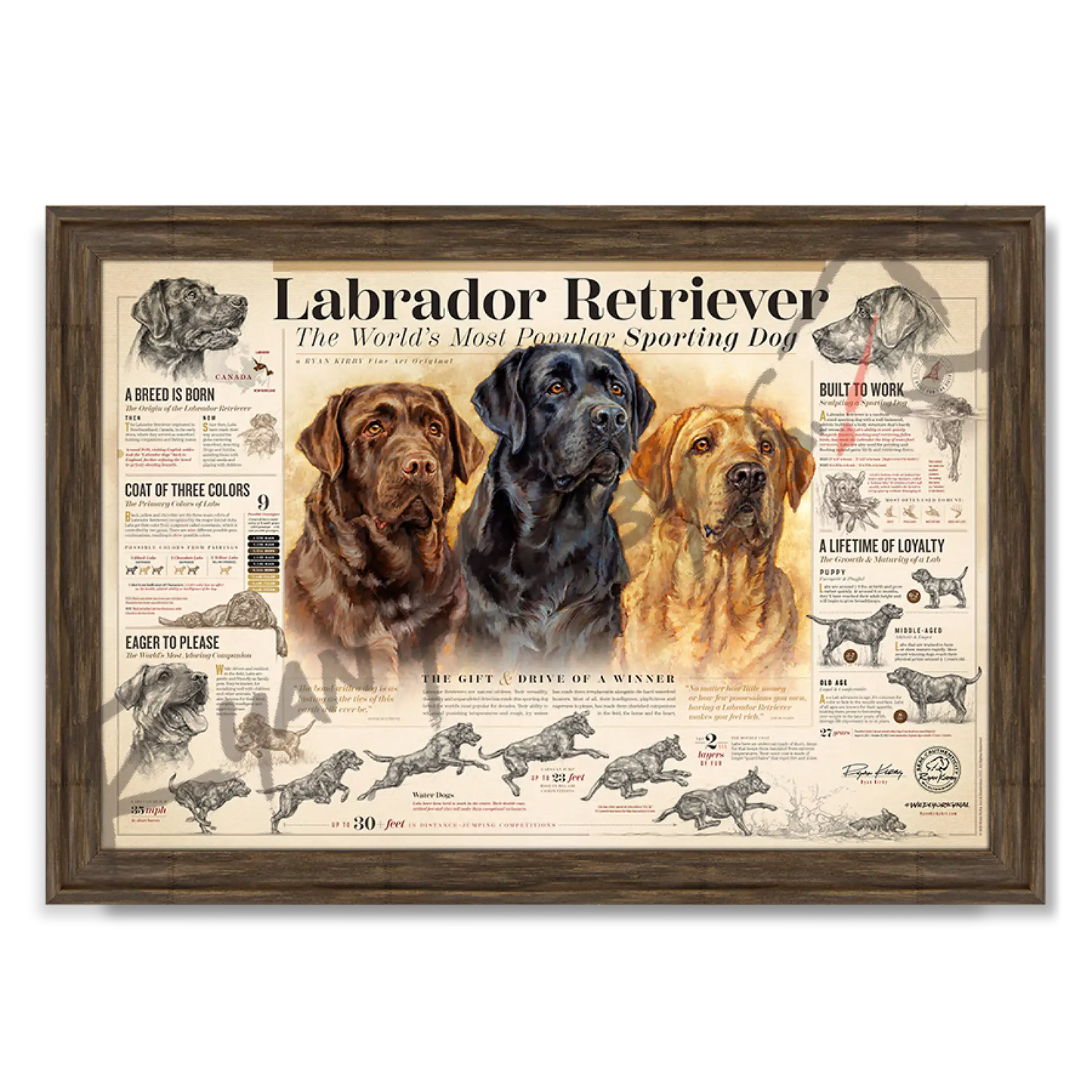 ’The Labrador Retriever’ Paper Print Timberland