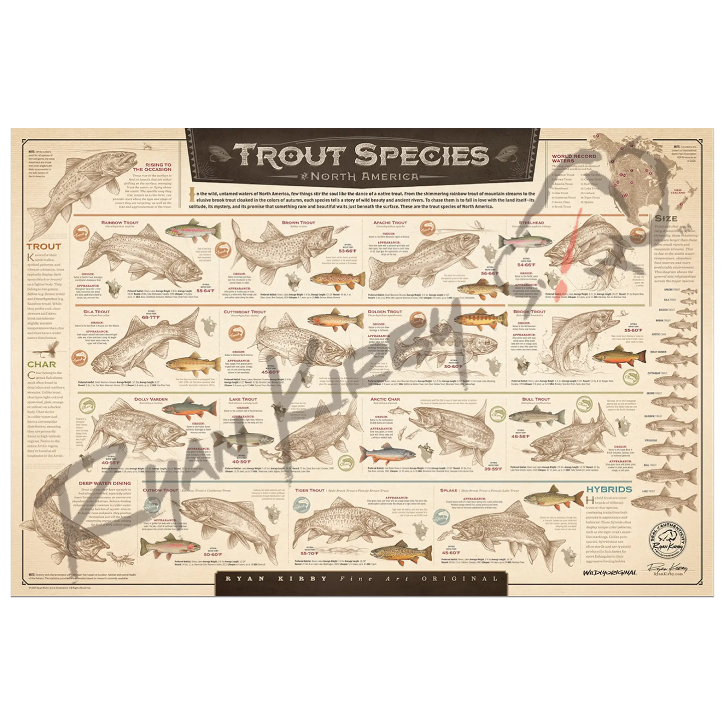 ’Trout Species of North America’ Unframed Unframed, Rolled Print Paper Print