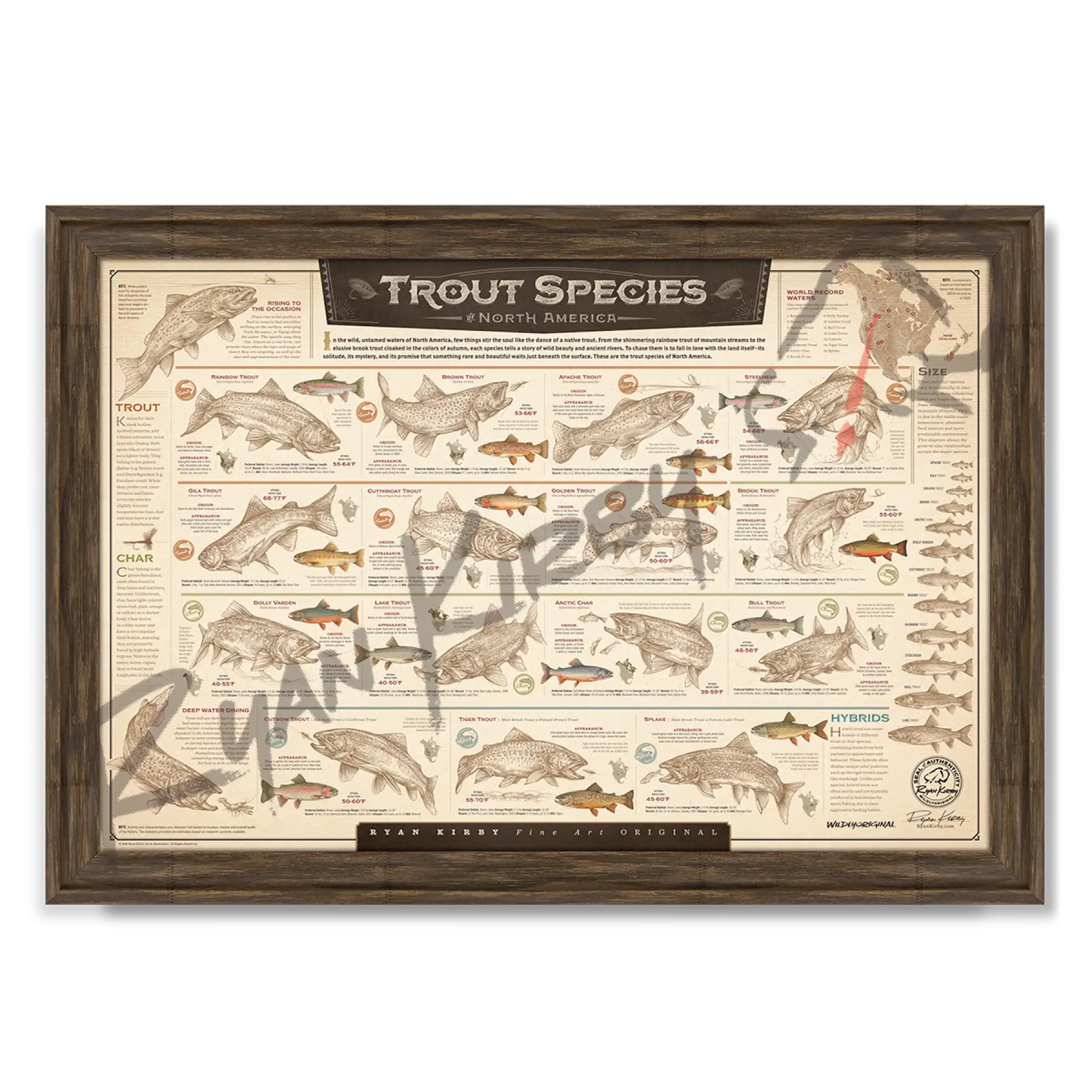 ’Trout Species of North America’ Paper Art Print Timberland Paper Print