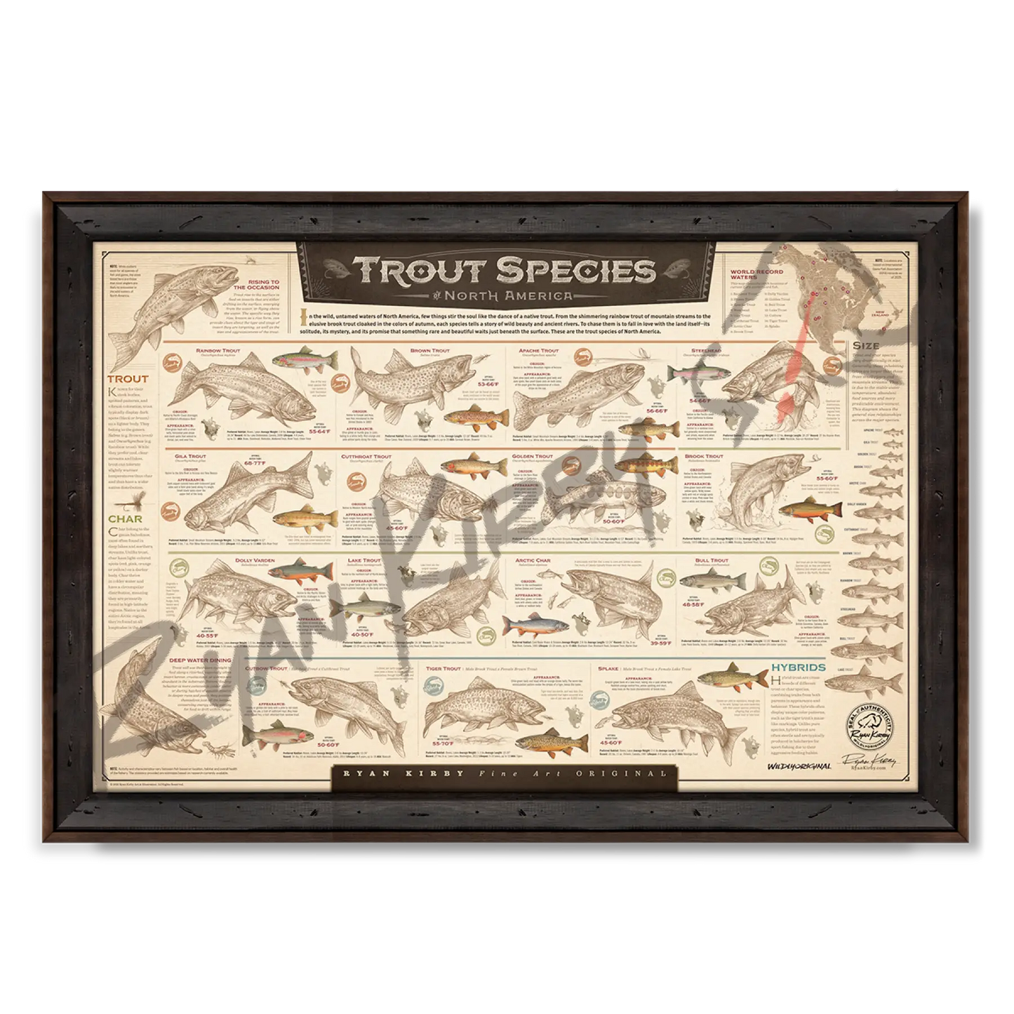 ’Trout Species of North America’ Paper Art Print Reclaimed Walnut Paper Print
