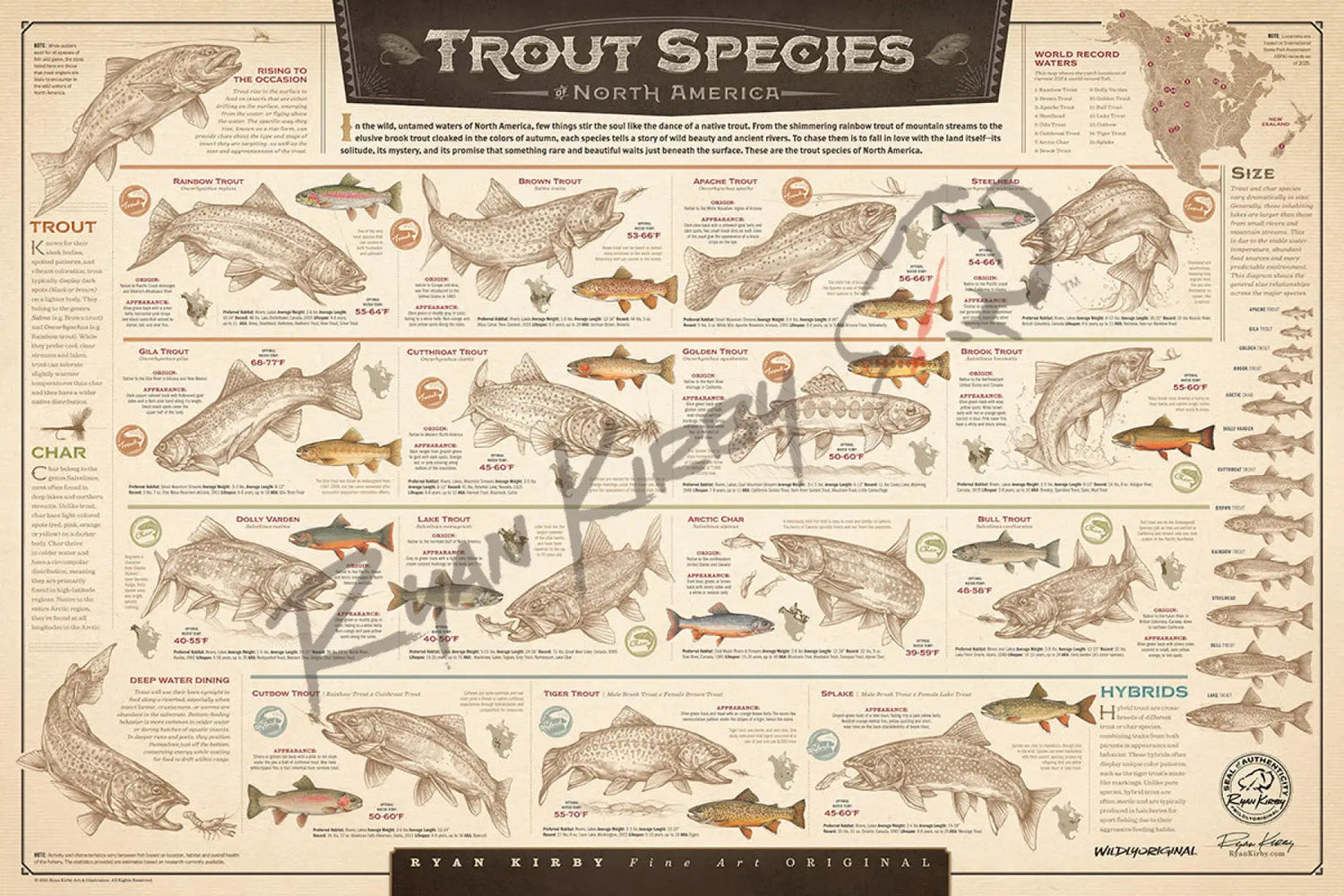 ’Trout Species of North America’ Paper Art Print Unframed, Rolled Print Paper Print