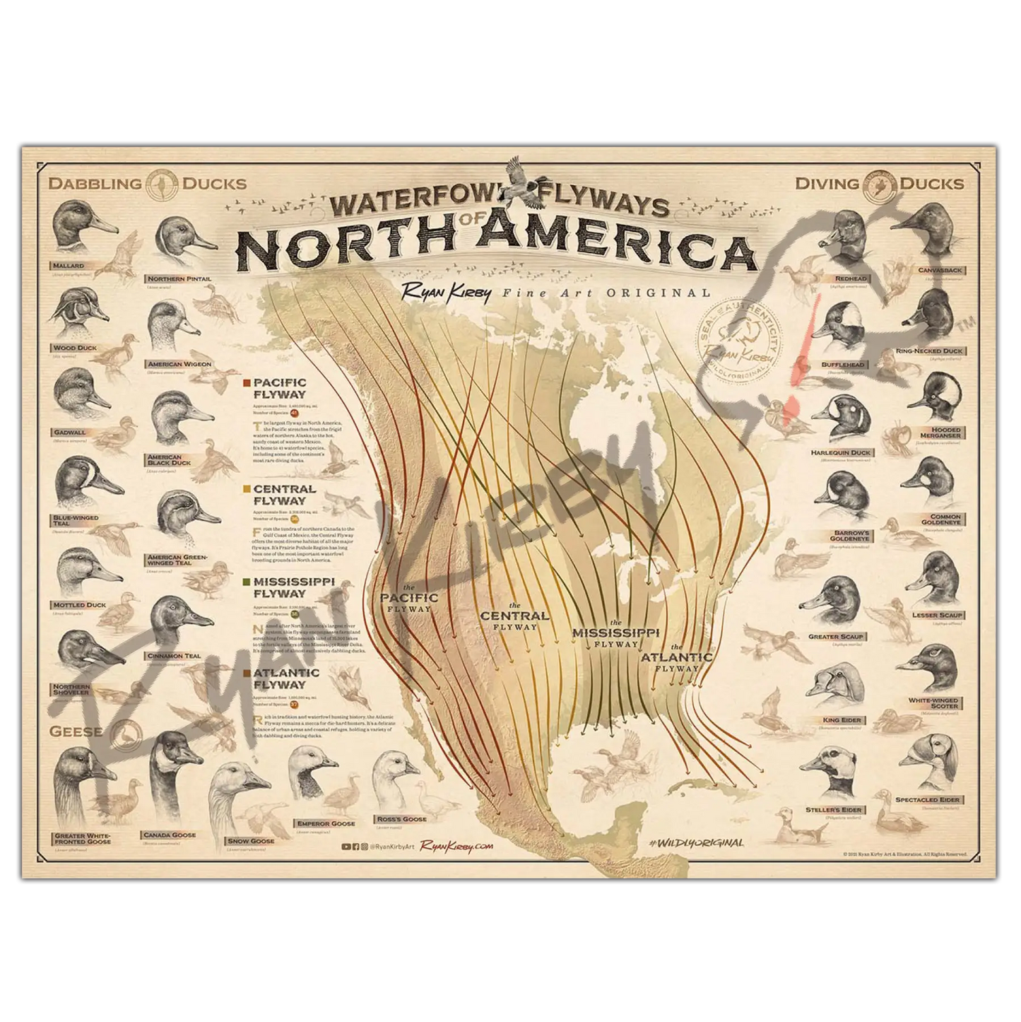’Waterfowl Flyways Of North America’ Poster
