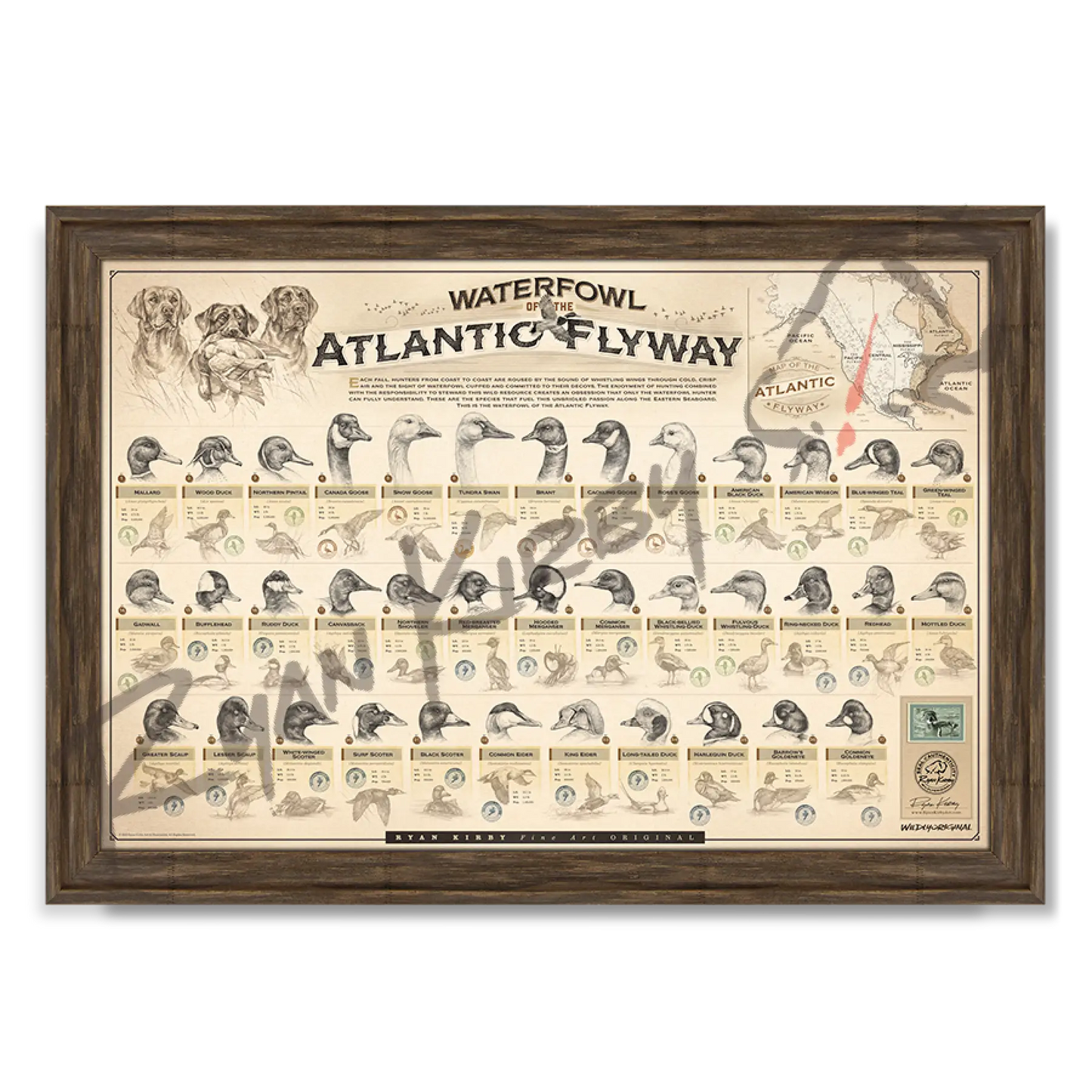 ’Waterfowl Of The Atlantic Flyway’ Paper Art Print Timberland