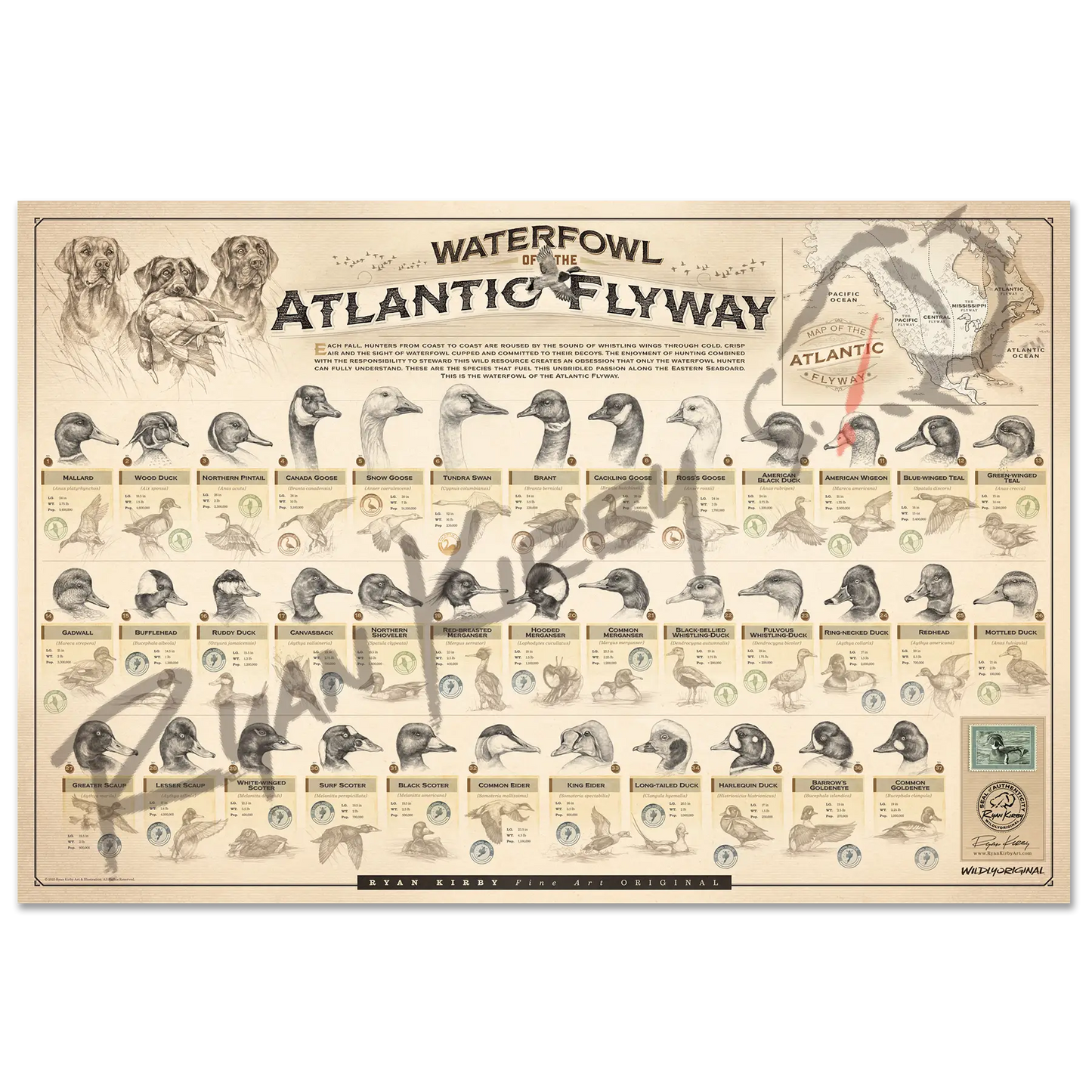 ’Waterfowl Of The Atlantic Flyway’ Paper Art Print Unframed Rolled