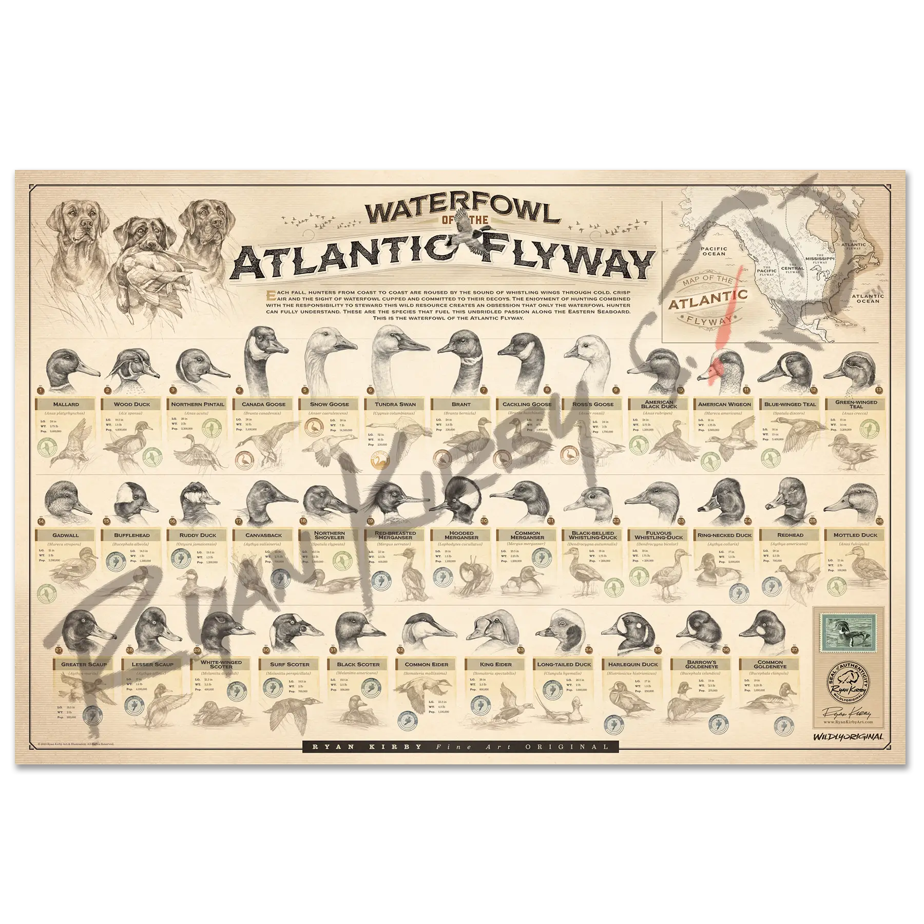 ’Waterfowl Of The Atlantic Flyway’ Paper Art Print Unframed Rolled