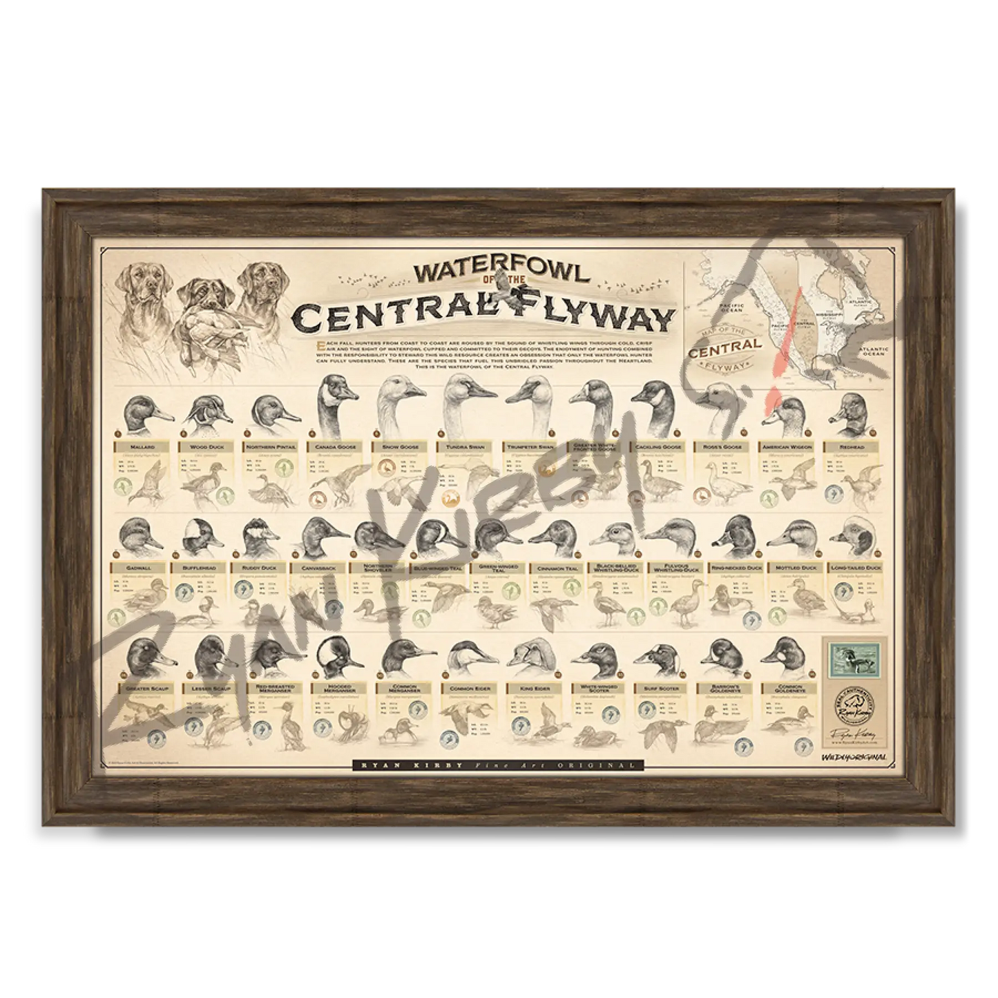 ’Waterfowl Of The Central Flyway’ Paper Art Print Timberland Frame