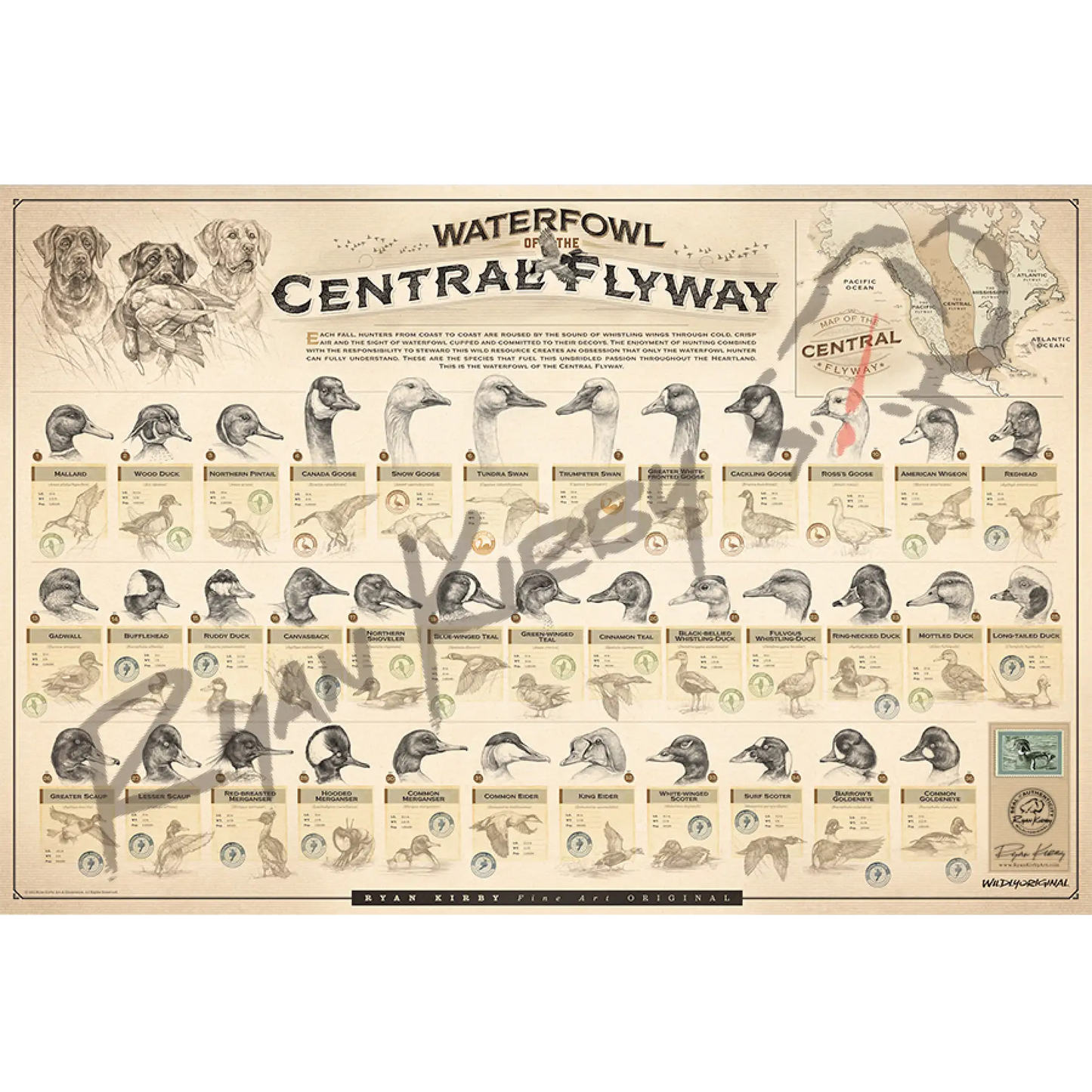 ’Waterfowl Of The Central Flyway’ Unframed Paper Print