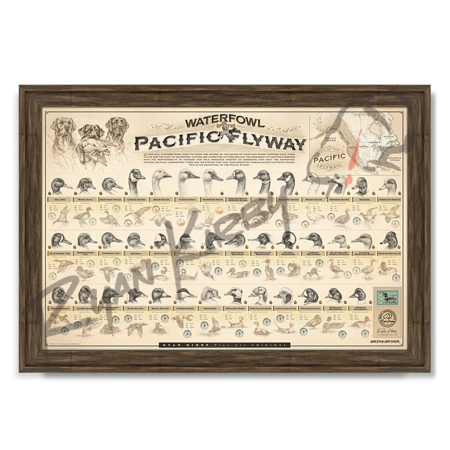 ’Waterfowl Of The Pacific Flyway’ Paper Art Print Timberland