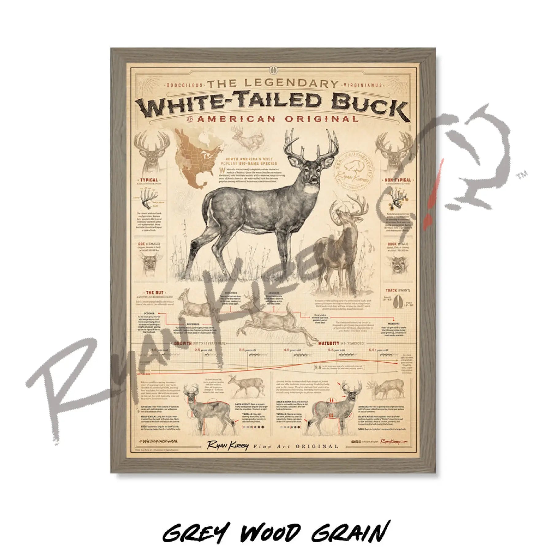 ’White-Tailed Buck: An American Original’ Poster Poster