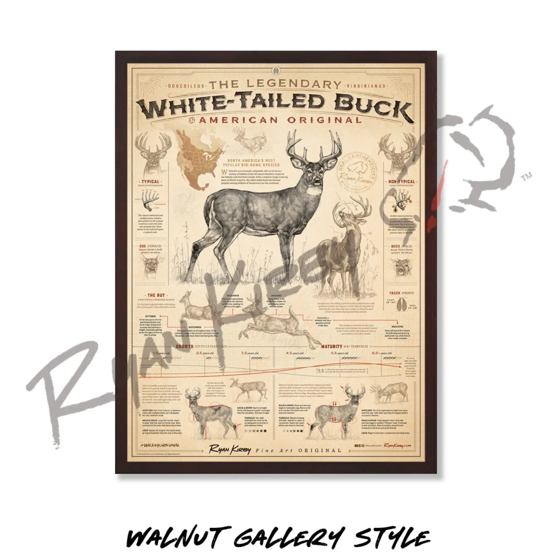 ’White-Tailed Buck: An American Original’ Poster Poster