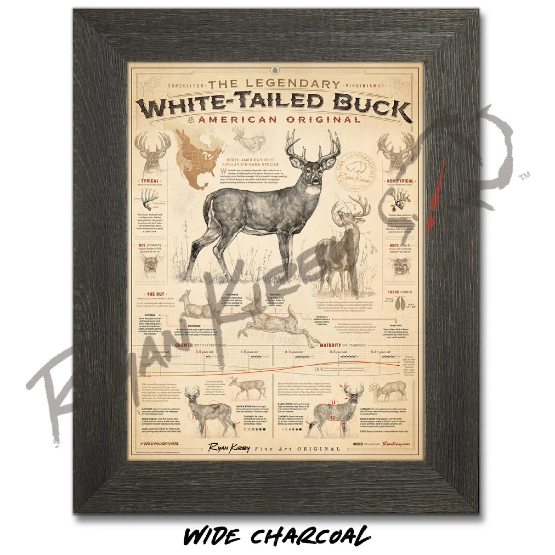 ’White-Tailed Buck: An American Original’ Poster Poster
