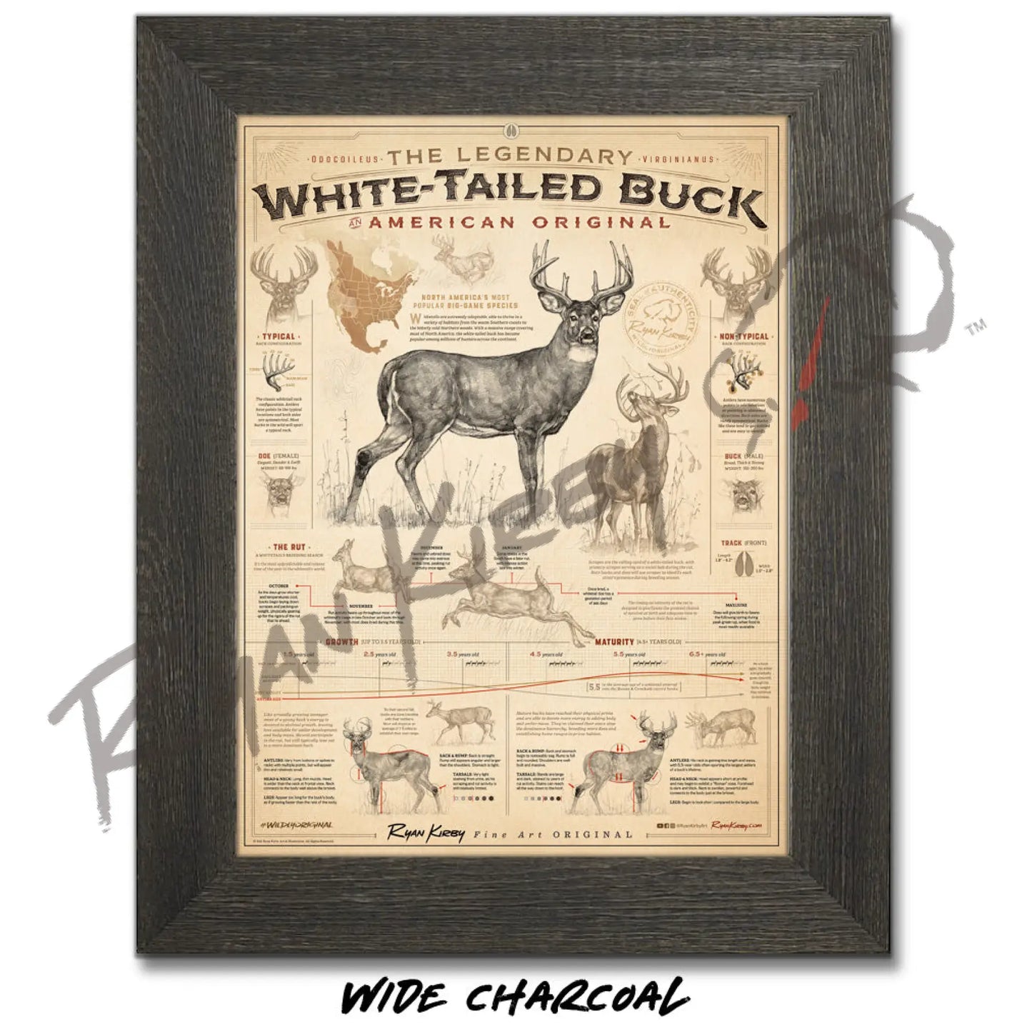 ’White-Tailed Buck: An American Original’ Unframed Poster