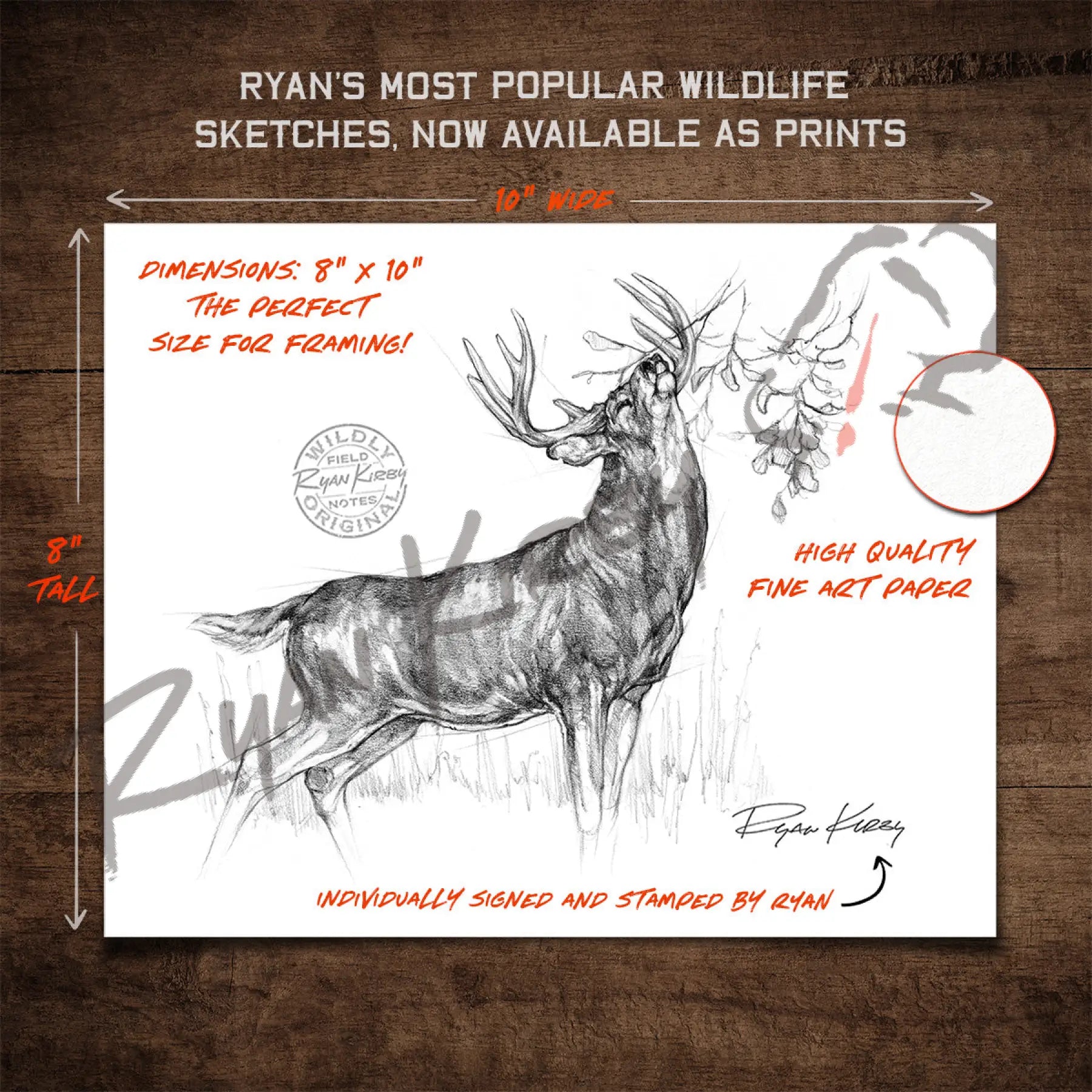 White-Tailed Buck Making Scrape Sketch Print