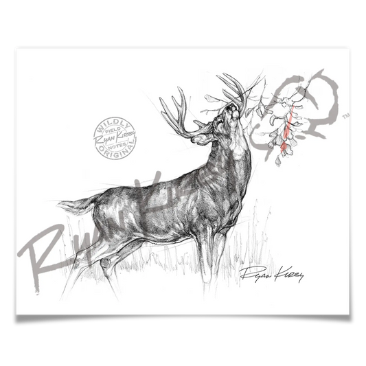 White-Tailed Buck Making Scrape Sketch Print