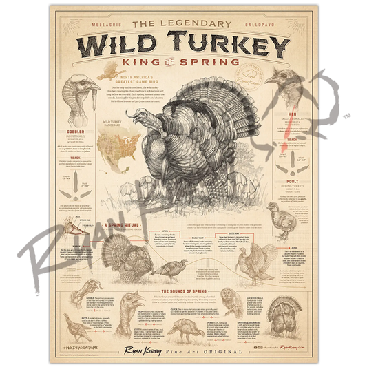 ’Wild Turkey: King Of Spring’ Art Poster