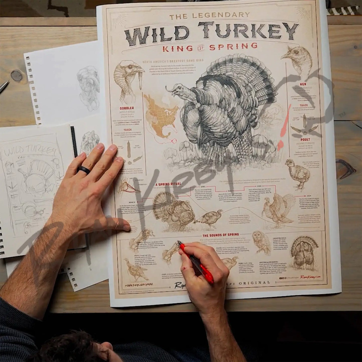 ’Wild Turkey: King Of Spring’ Art Poster