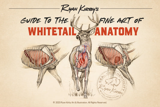 Shot Placement on White-tailed Deer: An Artist's Guide