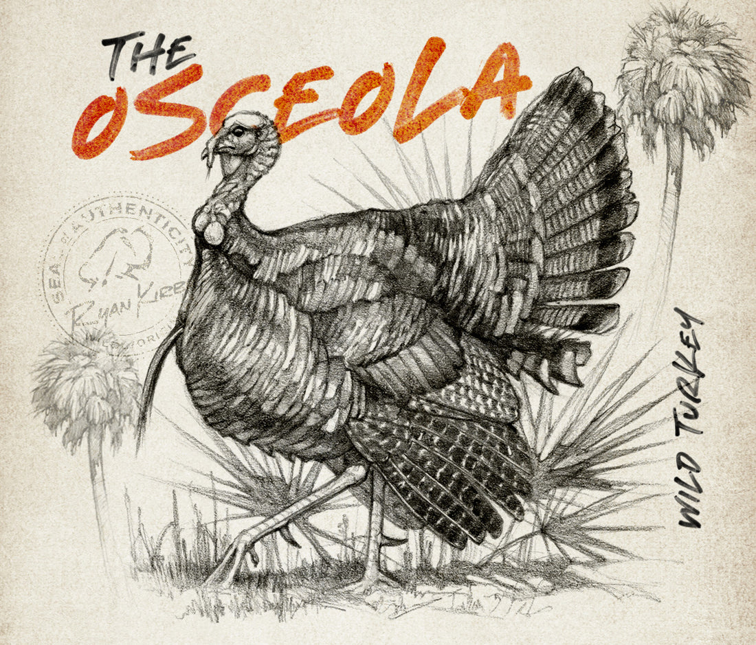 Sultan of the Swamp: The Osceola Wild Turkey