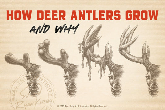 How Antlers Grow and Why