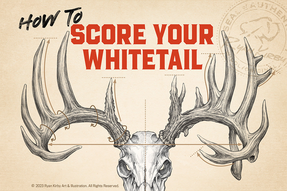 Score Buck Rack Scoring a Whitetail Buck | Ryan Kirby Wildlife and Hunting Art