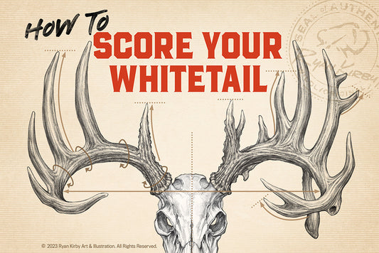 Scoring a Whitetail Buck