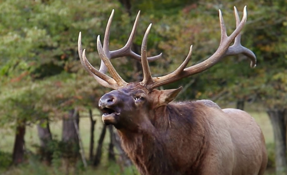 The First Bull Elk I Ever Shot in North Carolina