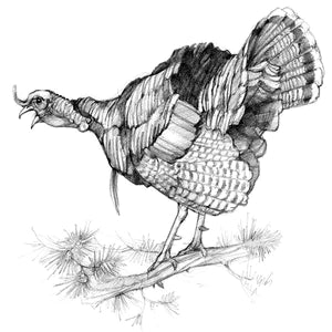 Wild Turkey Paper Prints