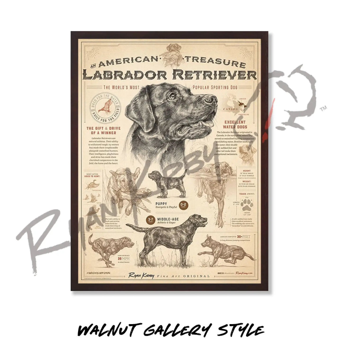 ’An American Treasure: The Labrador Retriever’ Poster Poster