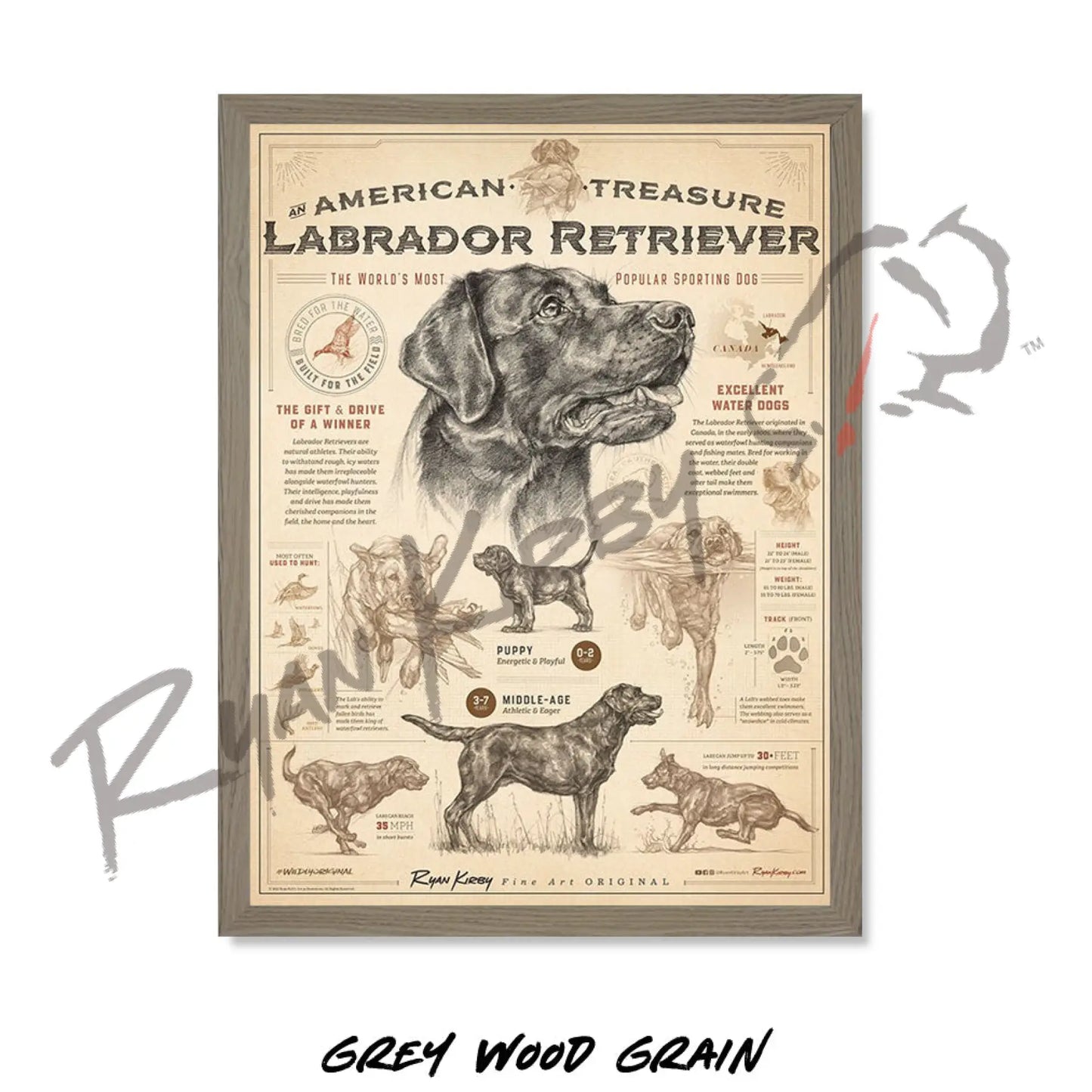 ’An American Treasure: The Labrador Retriever’ Poster Poster