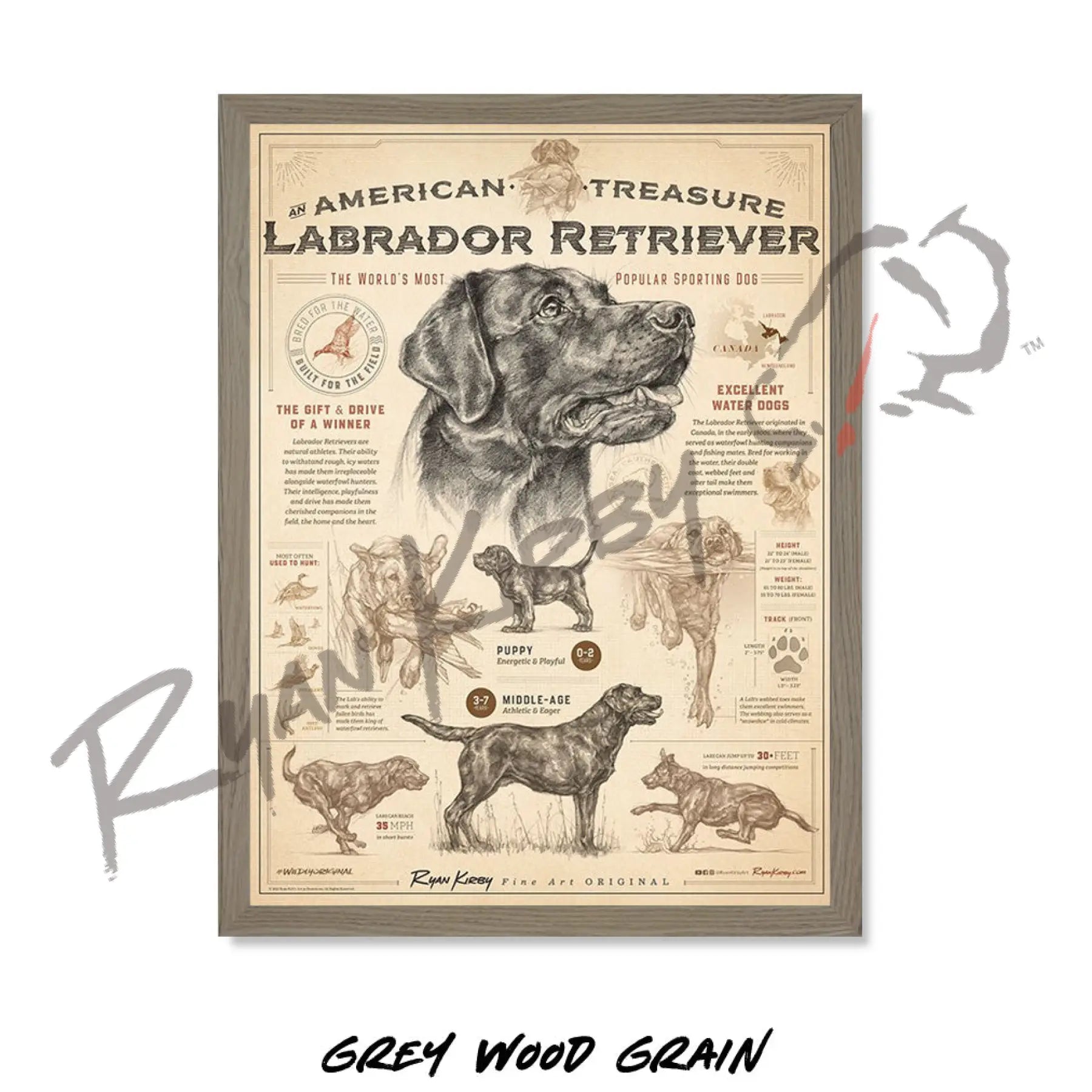 ’An American Treasure: The Labrador Retriever’ Poster Poster