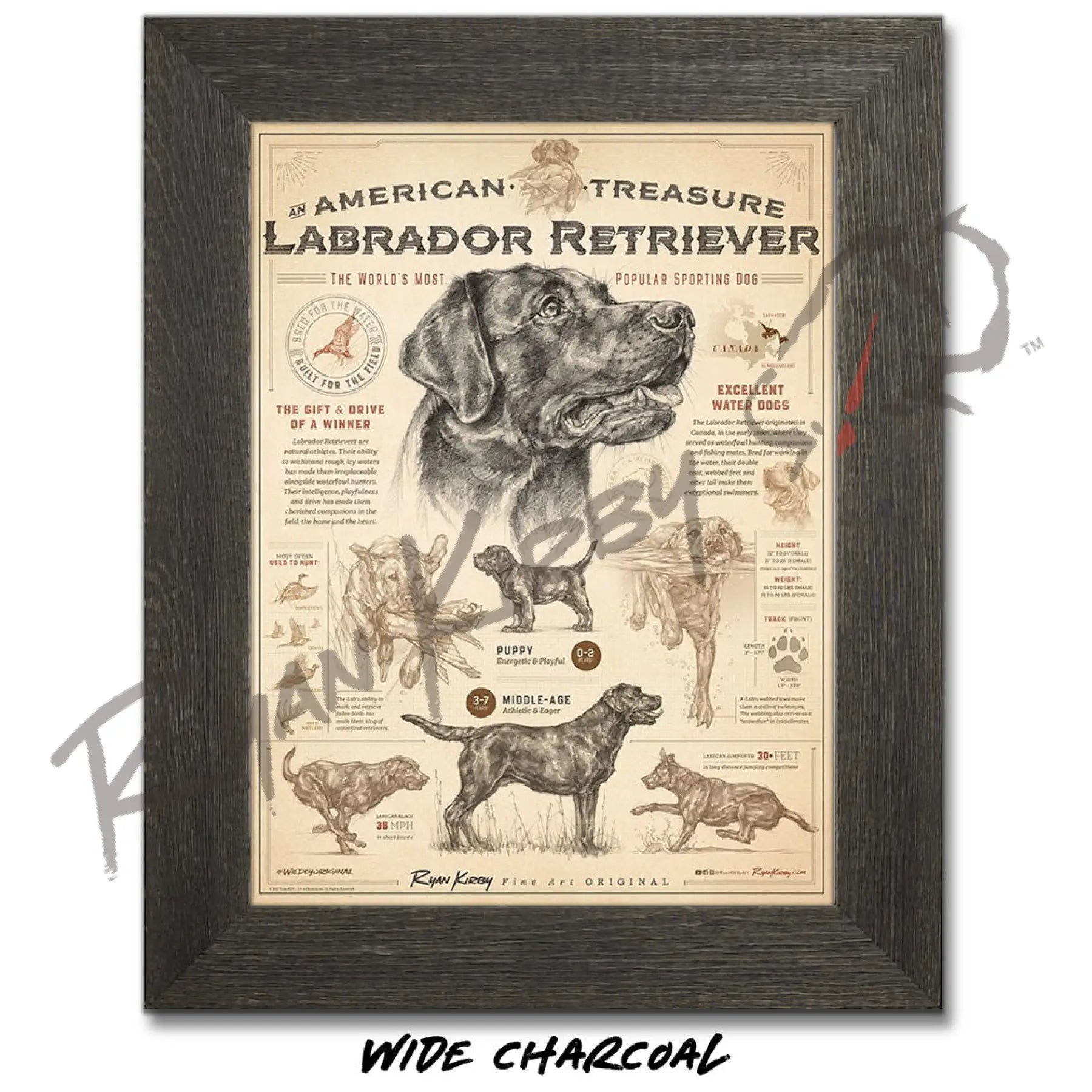’An American Treasure: The Labrador Retriever’ Poster Poster