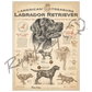 ’An American Treasure: The Labrador Retriever’ Poster
