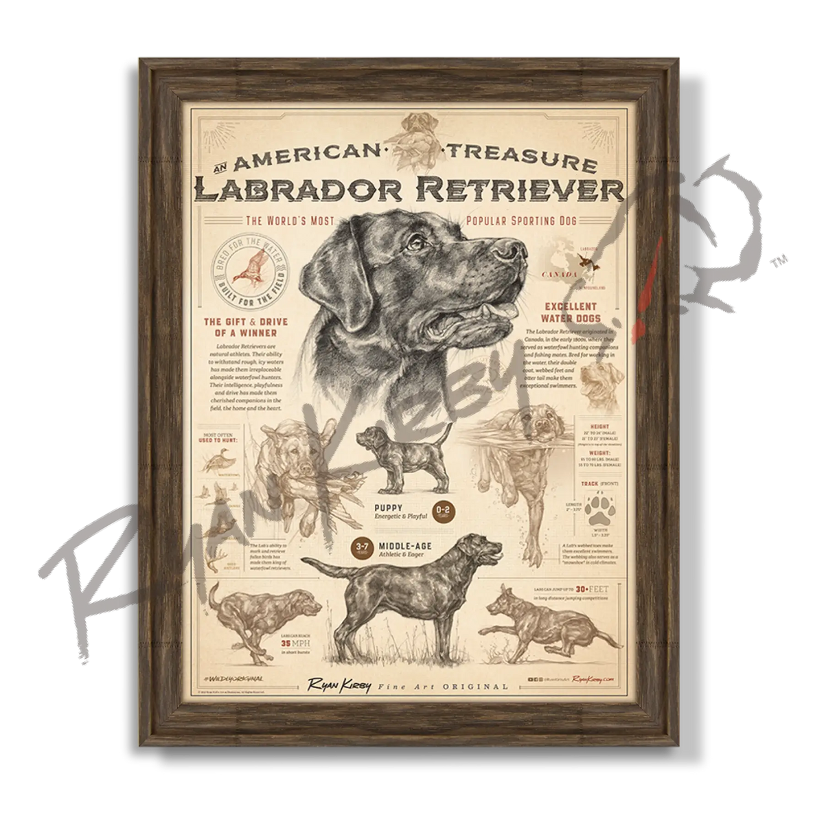’An American Treasure: The Labrador Retriever’ Poster | Art & Field Guide - Timberland - Poster