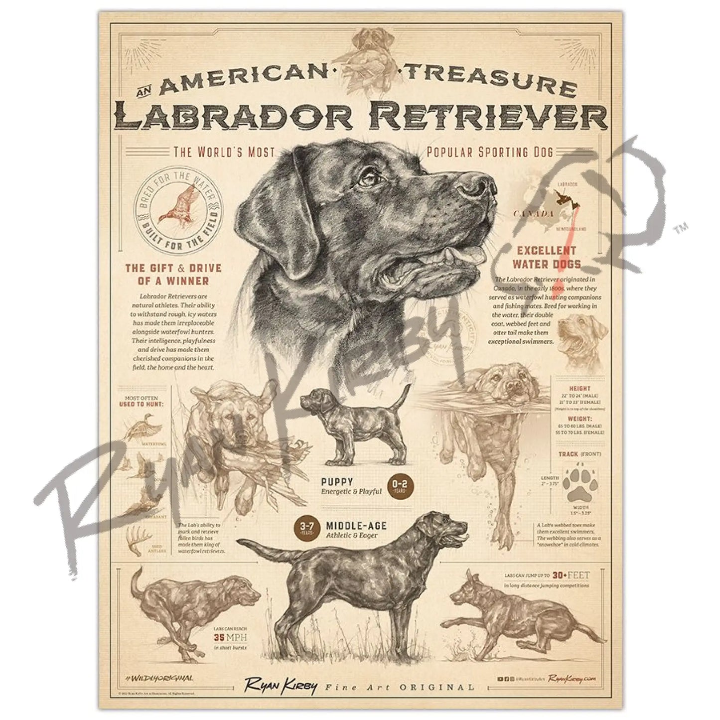 ’An American Treasure’ The Labrador Retriever Poster Unframed