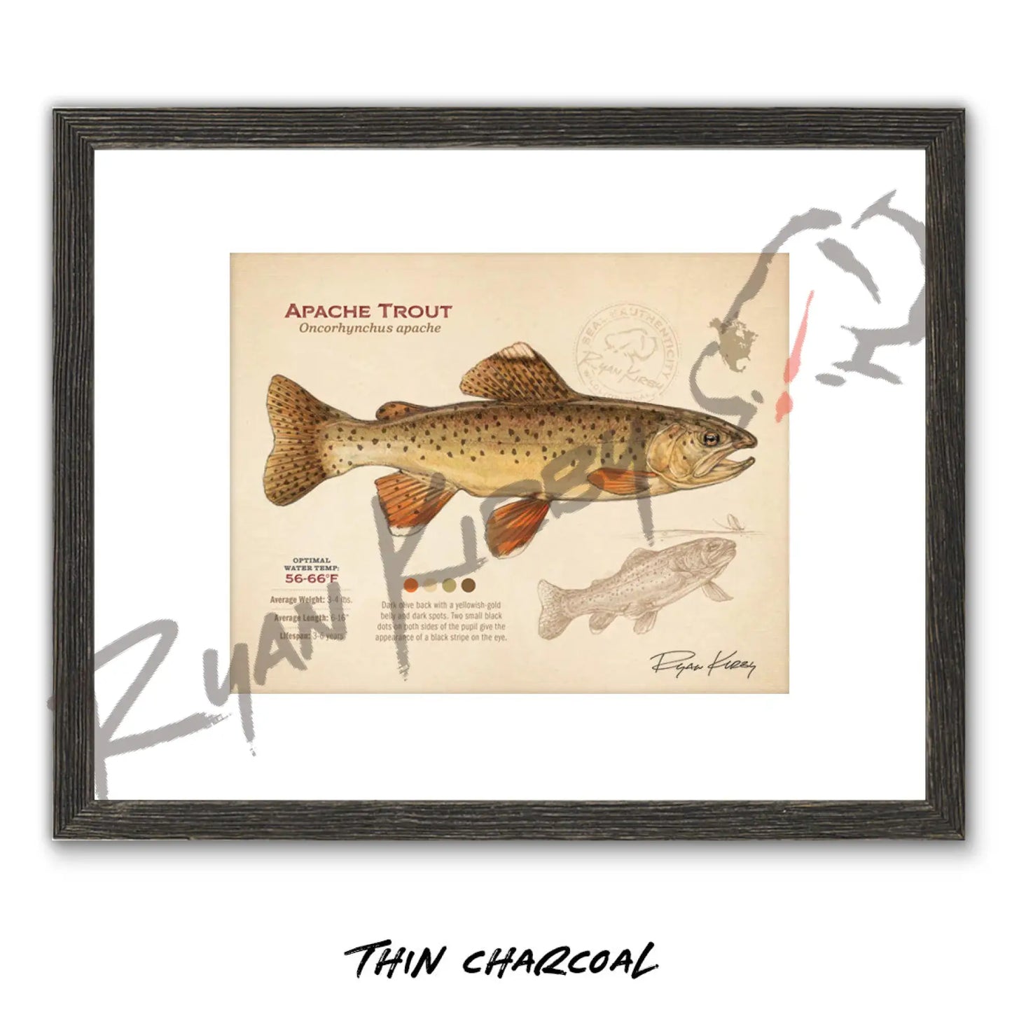 Apache Trout Fine Art Print - Sketch Paper Print