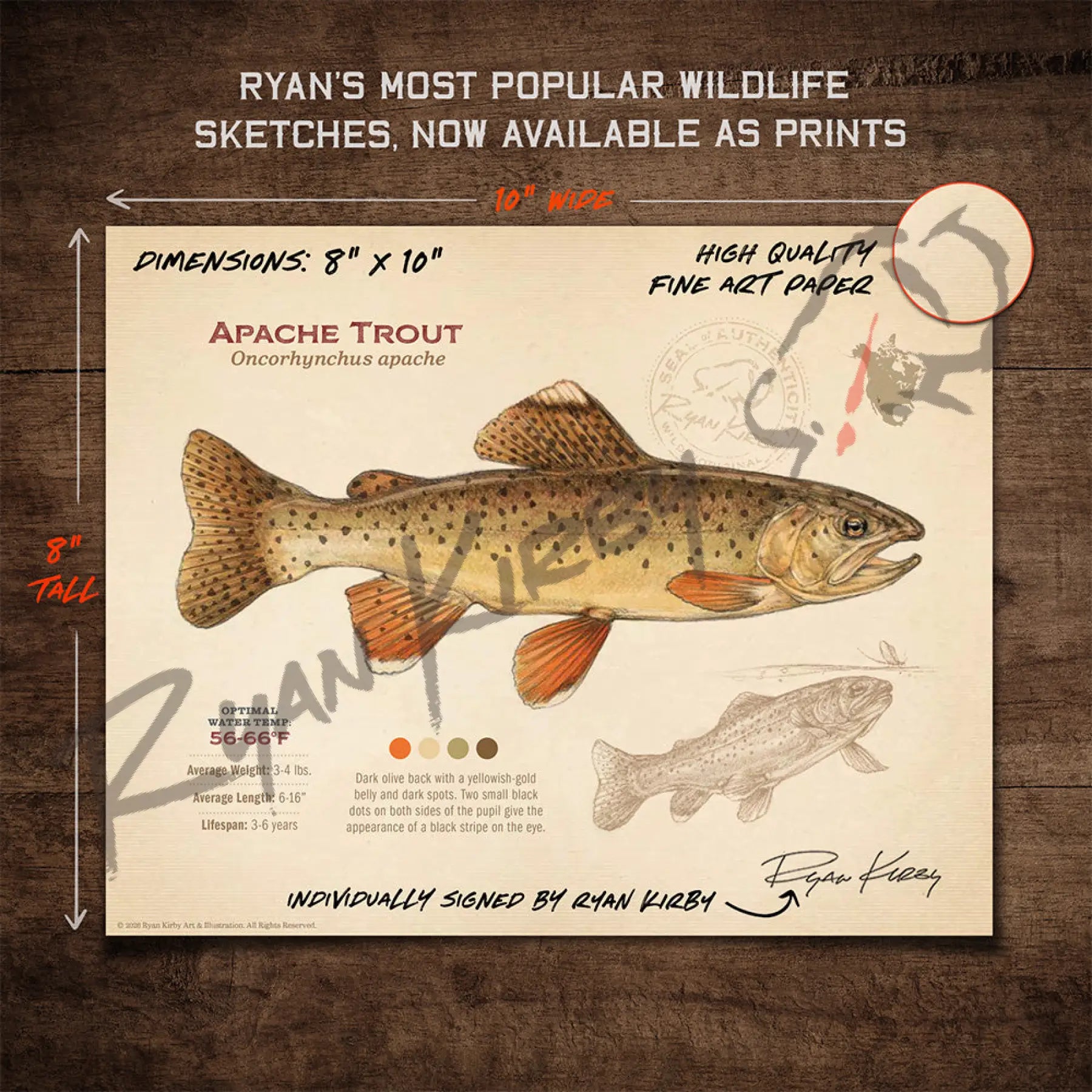 Apache Trout Fine Art Print - Sketch Paper Print