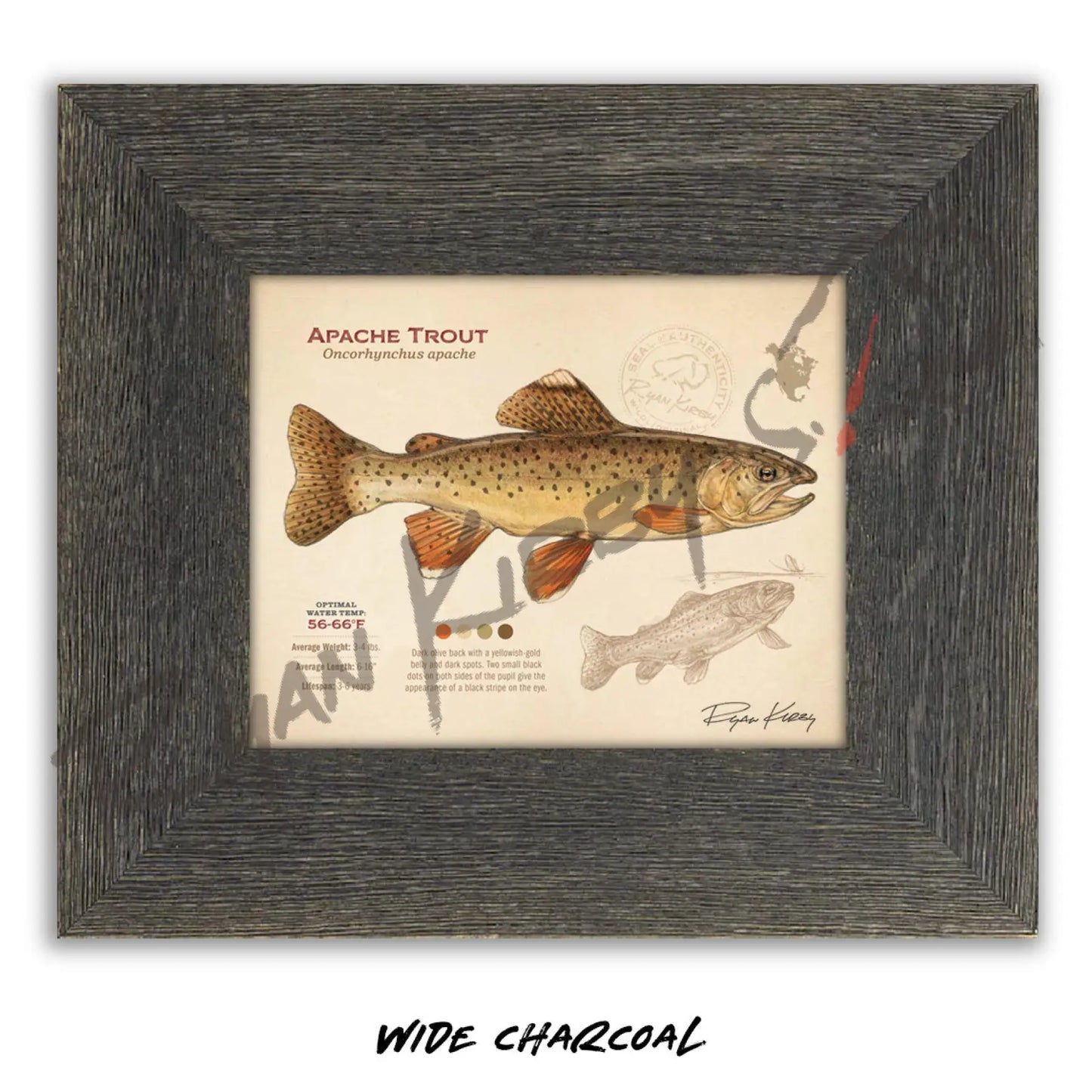 Apache Trout Fine Art Print - Sketch Paper Print