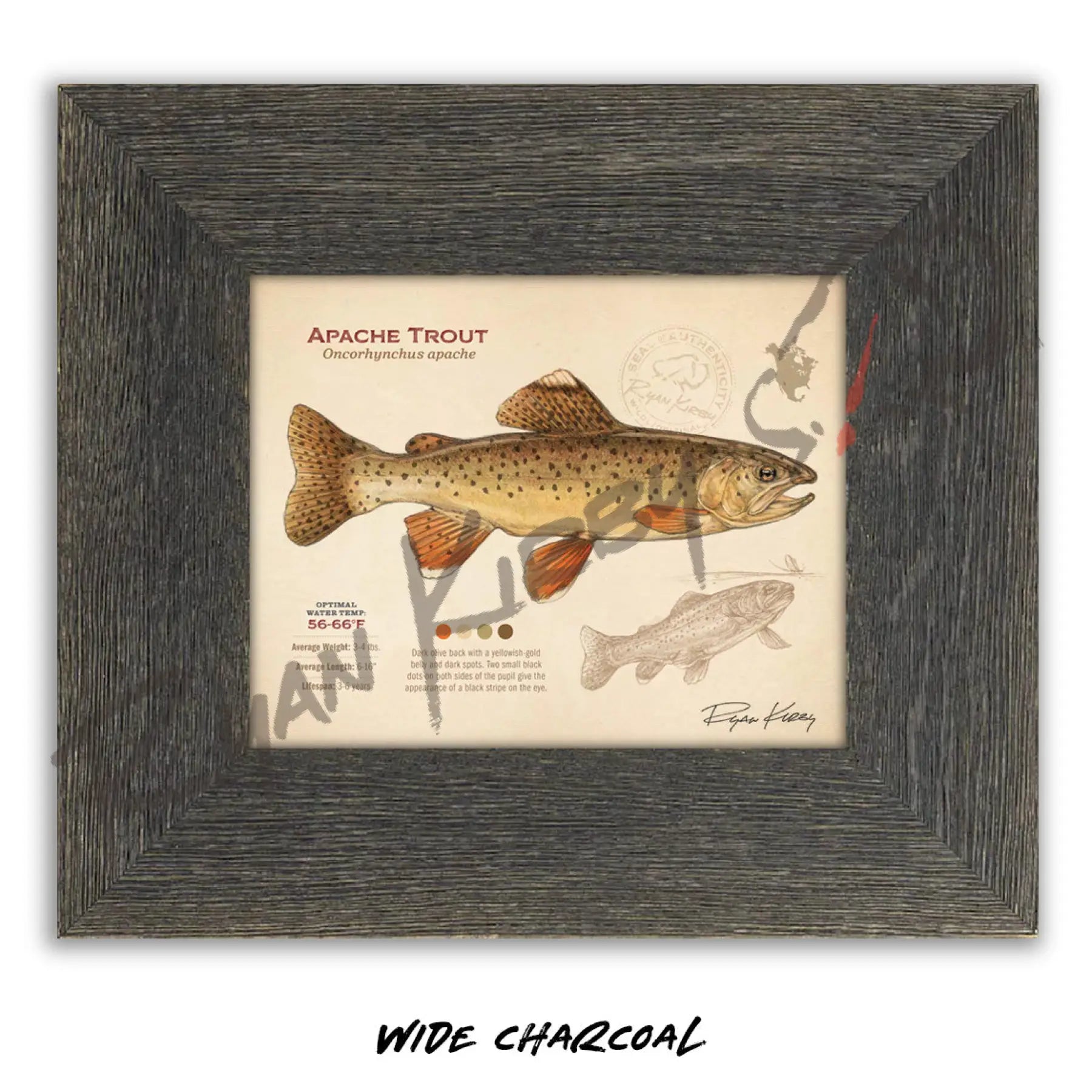 Apache Trout Fine Art Print - Sketch Paper Print