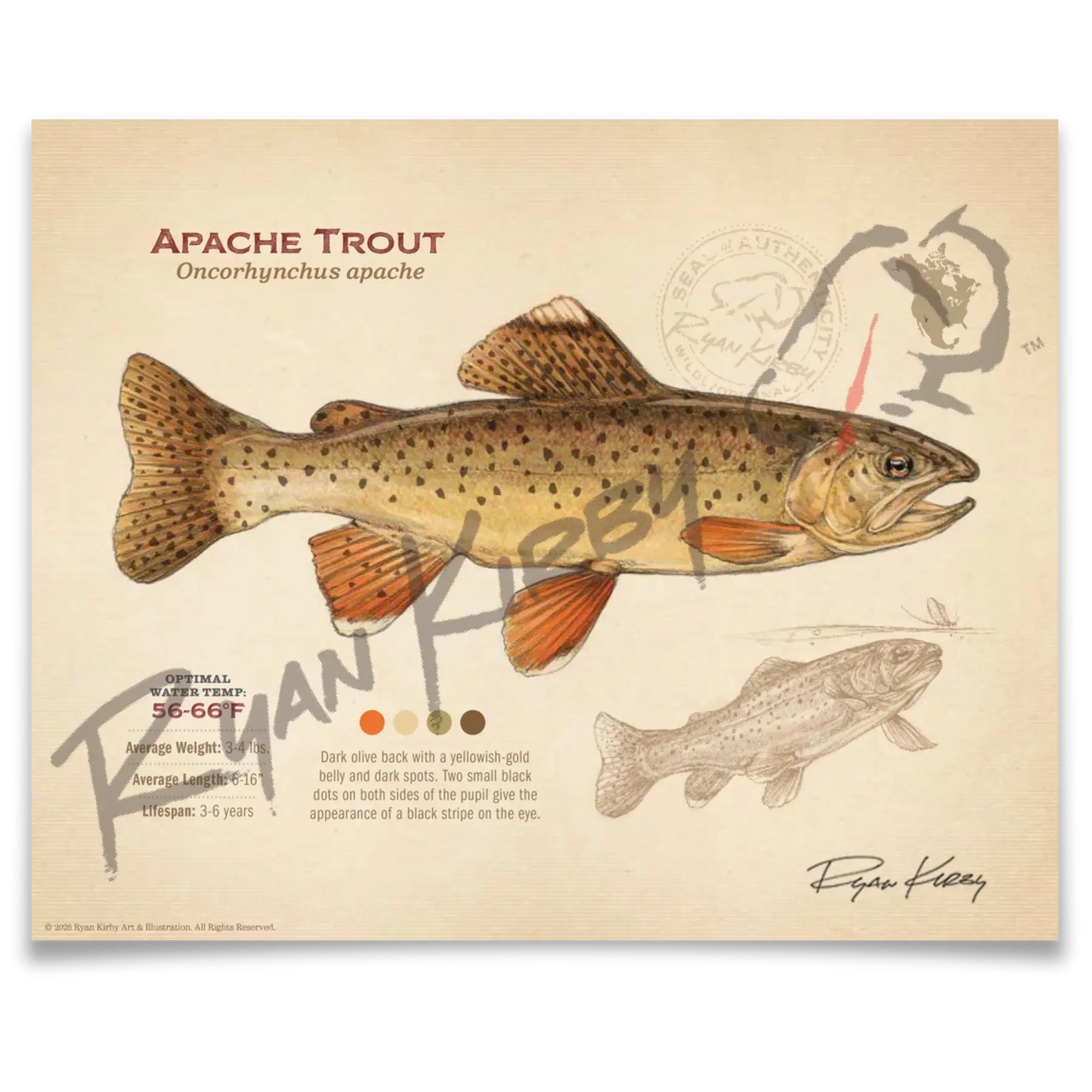 Apache Trout Fine Art Print - Sketch Paper Print