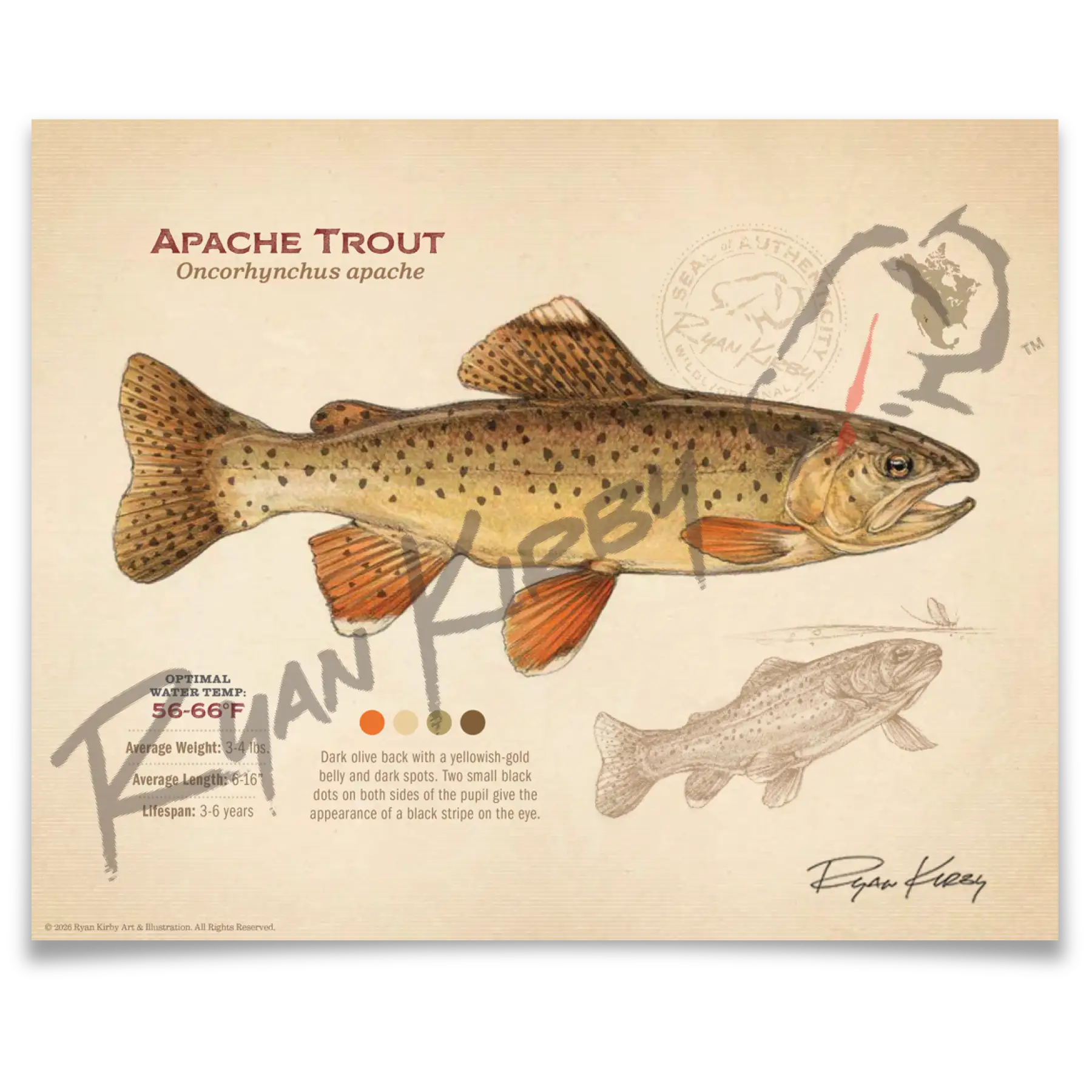 Apache Trout Fine Art Print - Sketch Paper Print