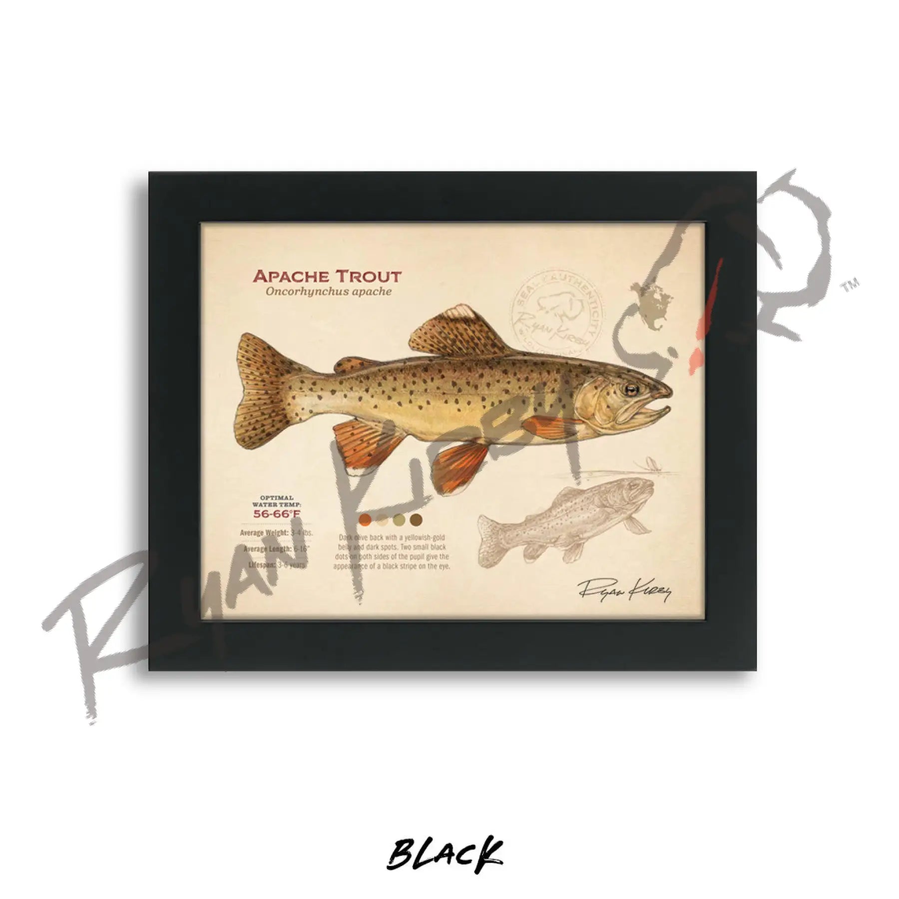 Apache Trout Fine Art Print - Sketch Paper Print