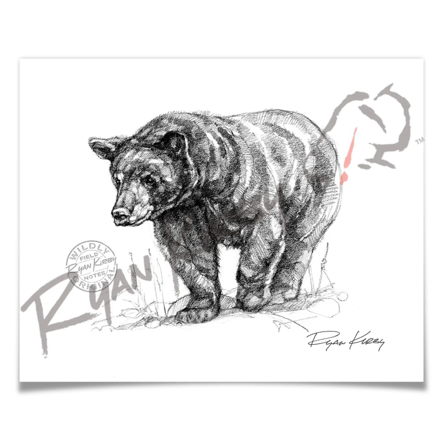 Black Bear Sketch Print | Ryan Kirby Wildlife and Hunting Art