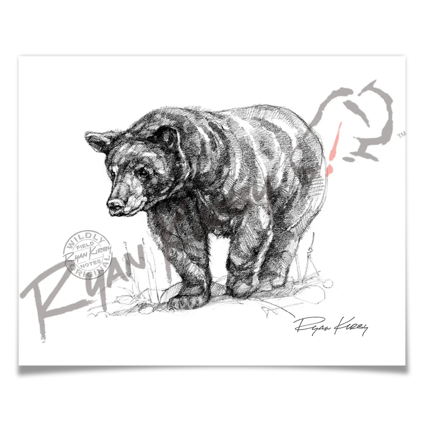 Black Bear Sketch Print Paper