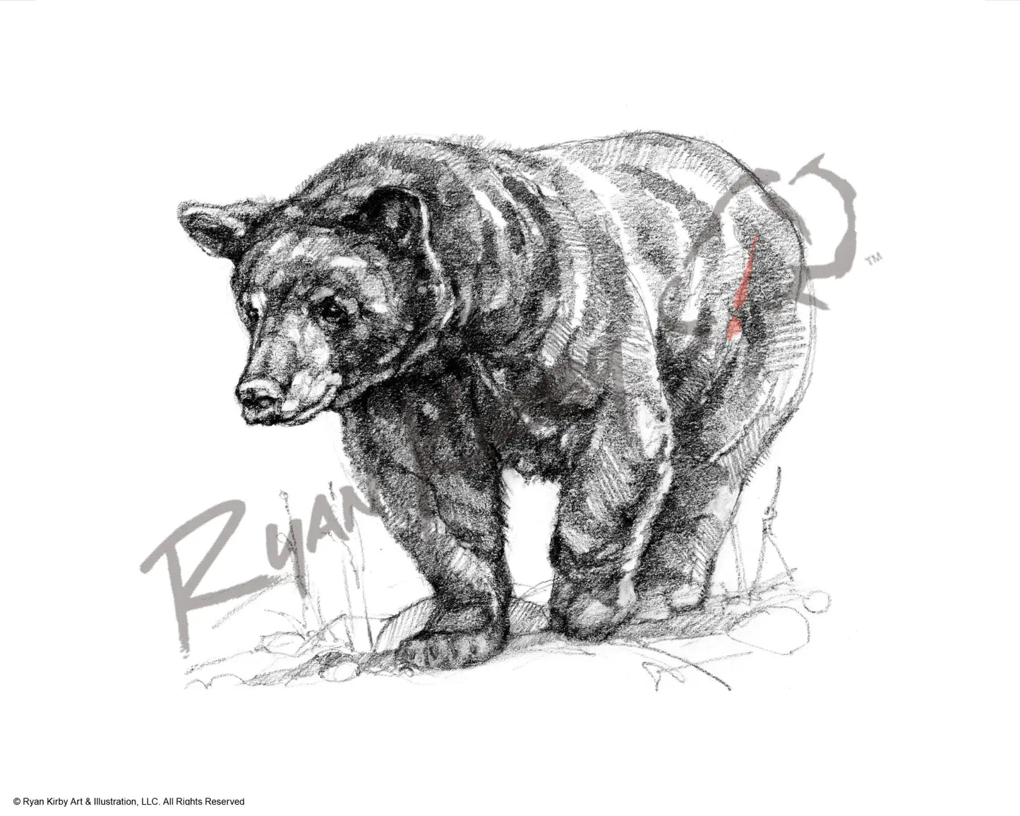 Black Bear Sketch Print Paper