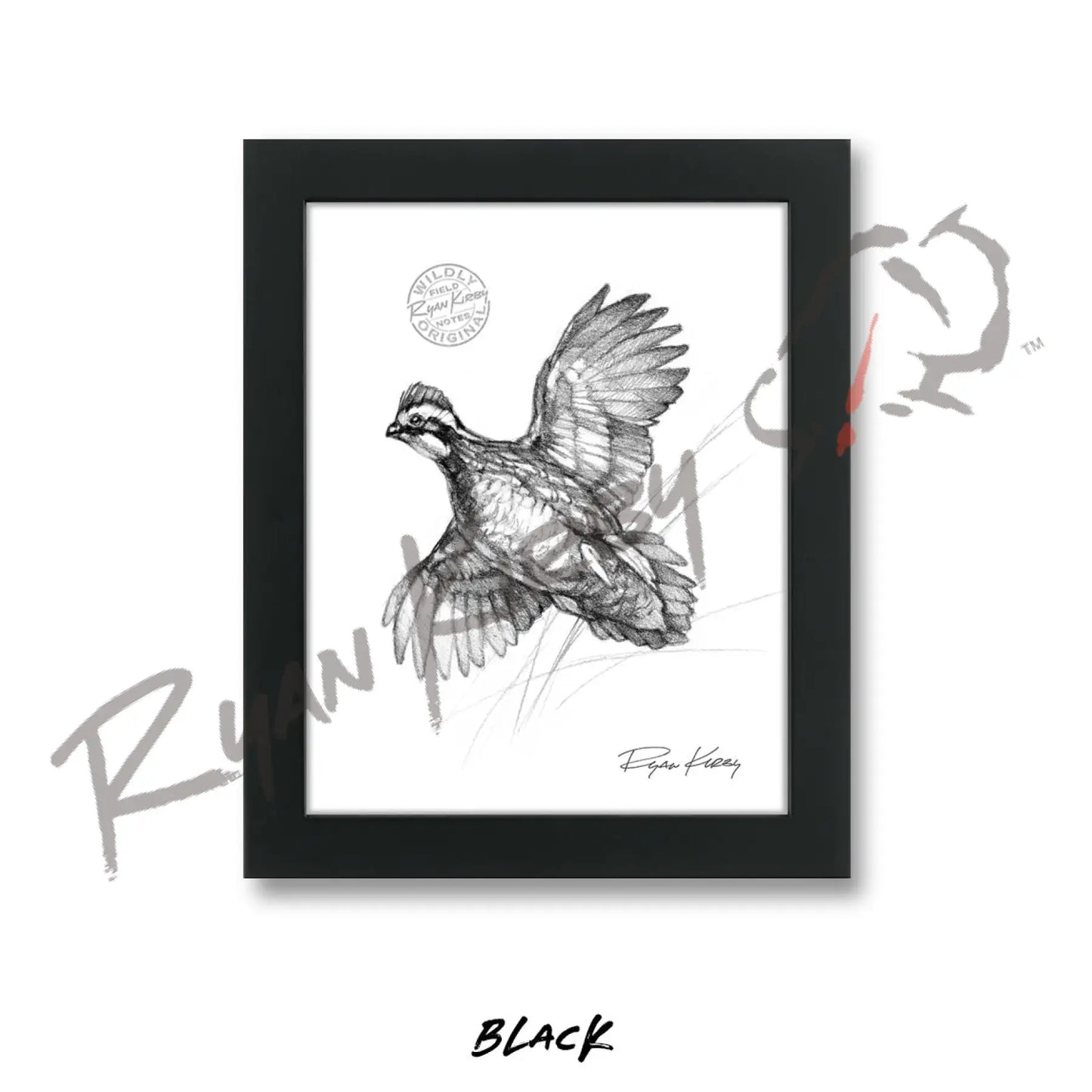 Bobwhite Quail Sketch Print Sketch Paper Print