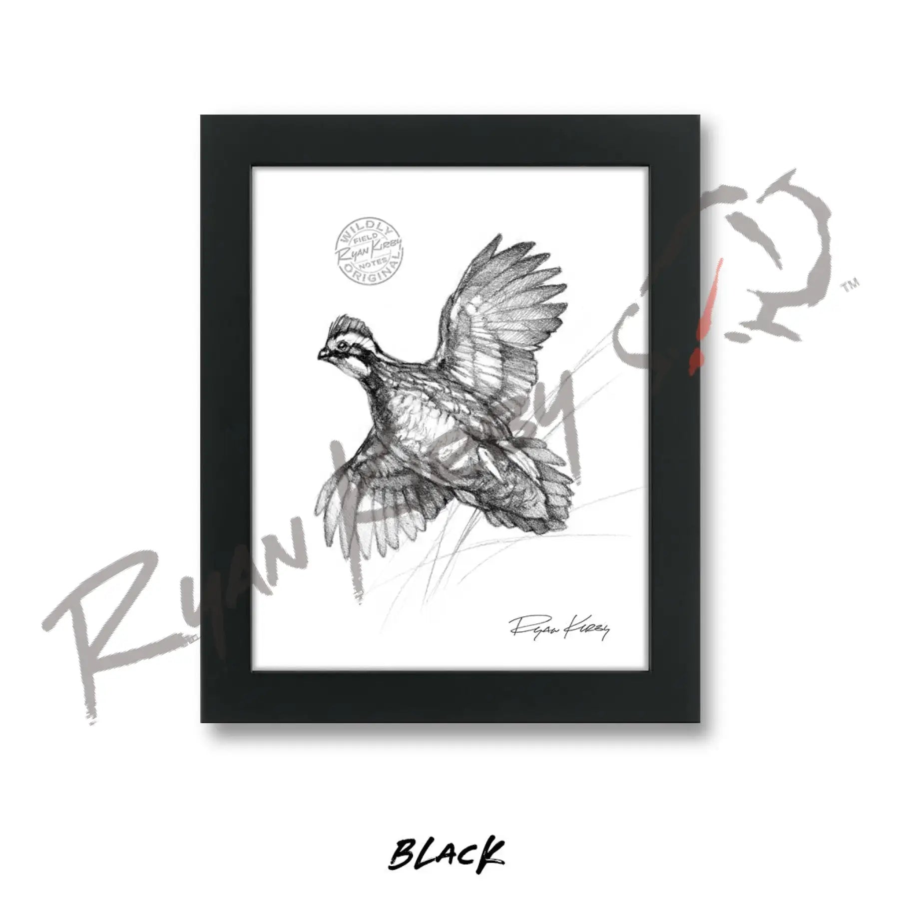 Bobwhite Quail Sketch Print Sketch Paper Print